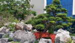 Đá Vân Mây Bể làm tiểu cảnh giả núi